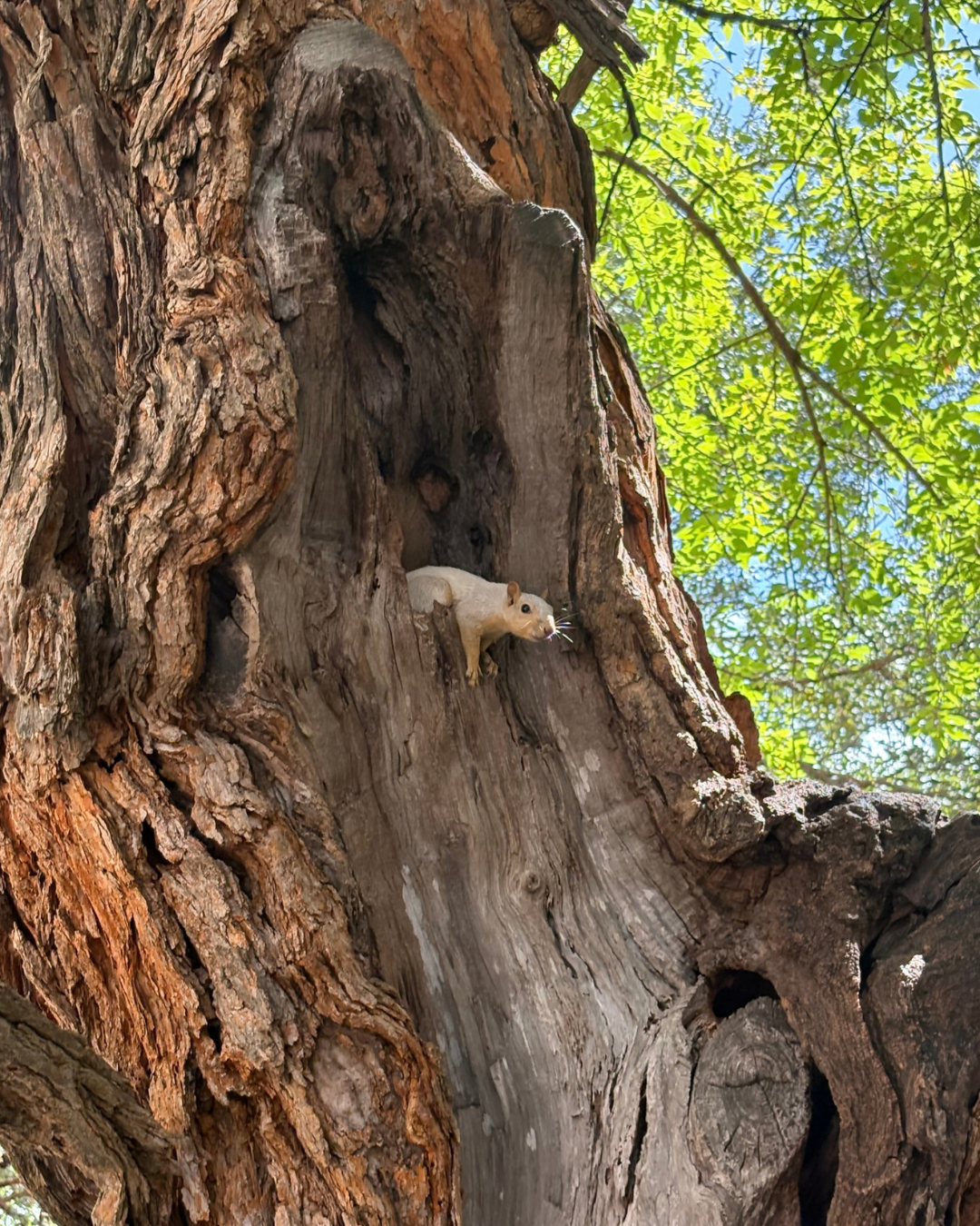 image of a squirrel sitting on a tree
