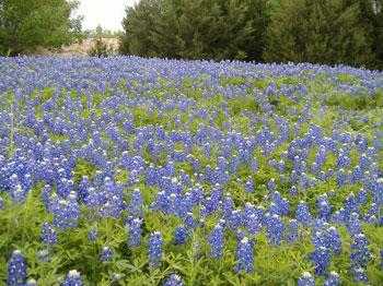 Bluebonnets