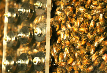 Insominator and Honey Bees