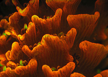Adult Acropora millepora
