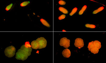 Acropora millepora larvae and recruits