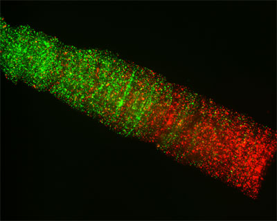 Synthetic nerve