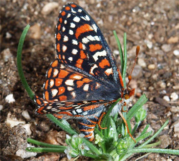 Quino checkerspot butterfly