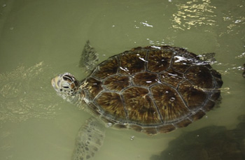 Green sea turtle at Oiled Wildlife Facility in Port Aransas