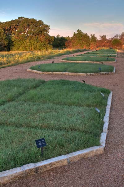 Octagonal beds at the Wildflower Center where the characteristics of common Bermudagrass were compared to Buffalograss and a mixture of up to seven native grass species