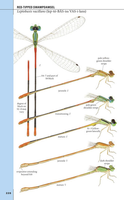 Damselflies illustration