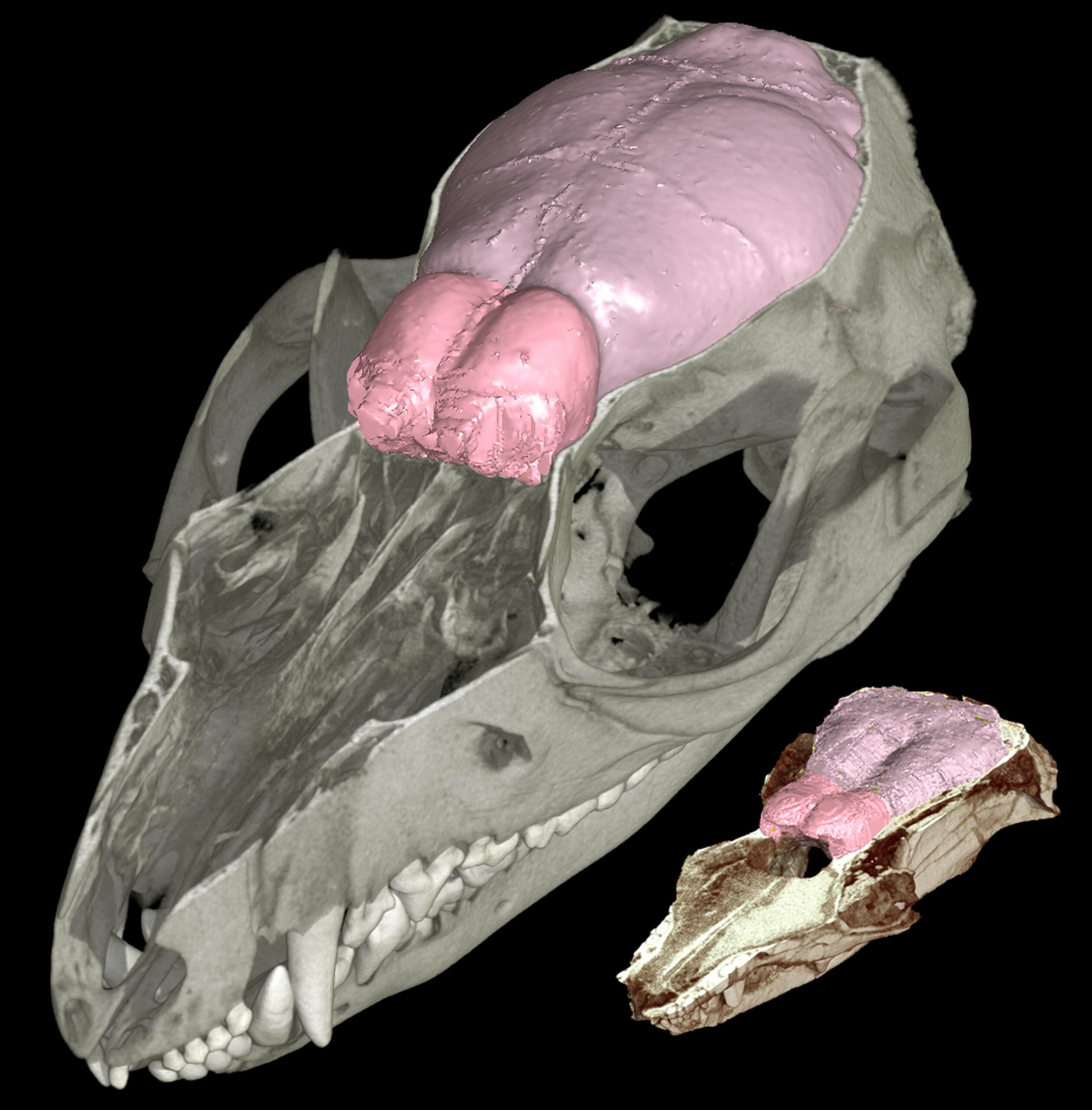 CT Scans of Opossum and Hadrocodium Brains