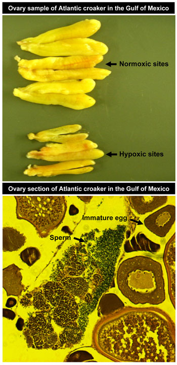 Hypoxic Dead Zone leads to smaller ovaries