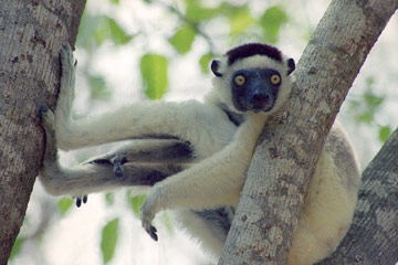 Lemur