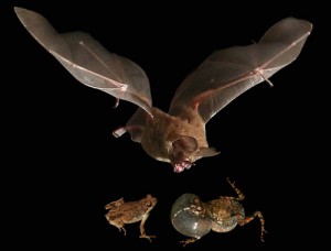 bat-tungara-frog-composite-Michael-Teague-O