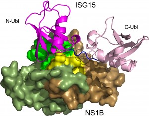 Three-dimensional structure of a complex between influenza B virus protein, NS1B, represented as the solid form, and the human protein that fights infections, ISG15, represented as pink and magenta ribbons and strands. The sequence of the ISG15 protein found only in humans and non-human primates, represented as a short dark blue strand, binds to the NS1B protein, immobilizing ISG15 and preventing it from fighting the virus. Researchers determined the structure using X-ray crystallography. Credit: Credit: Rongjin Guan, et. al., Rutgers and The University of Texas at Austin.