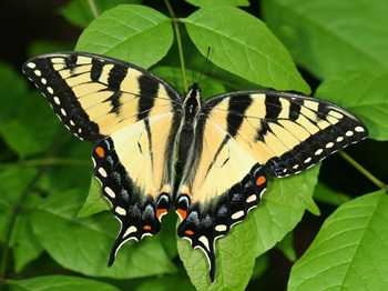 Papilio-appalachiensis-female