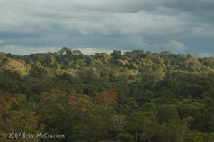Yasuni rainforest canopy
