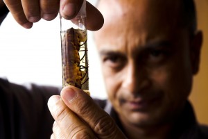 Sahotra Sarkar inspects one of the triatomine species that may be a carrier of the parasite that causes Chagas disease.