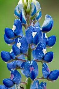 Wildflower Center bluebonnet