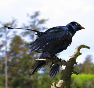 Microraptor Reconstruction