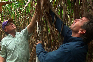 Hybrid sorghum