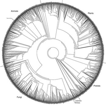 Phylogenetic tree