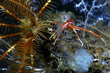 Squat lobster