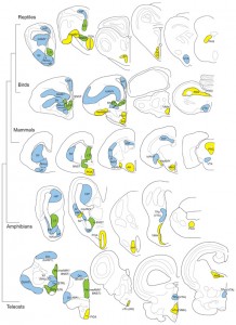 Vertebrates share ancient neural circuits