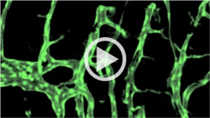 Watch a video of blood vessel development in tadpoles with and without the common antifungal drug thiabendazole showing how the drug is a "vascular disrupting agent."