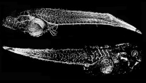 vascular development in frog tadpoles