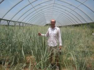 switchgrass plot