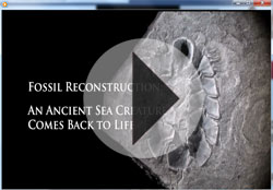 Video on reconstructed mollusk