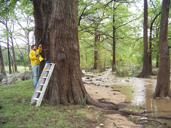 Tree Ring Collecting