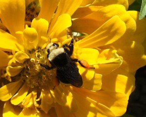 Bombus vosnesenskii, the yellow-faced bumblebee