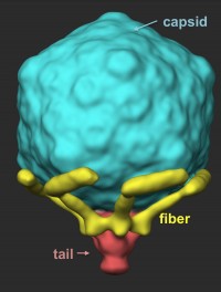 Researchers found that the T7 virus has six tail fibers that are folded back against its capsid. The fibers extend as the virus locates a suitable host and as it