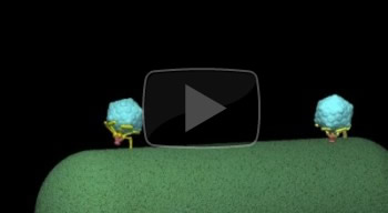 Click to watch an animation showing the changes in the structure of a T7 virus as it infects an E. coli bacterium.
