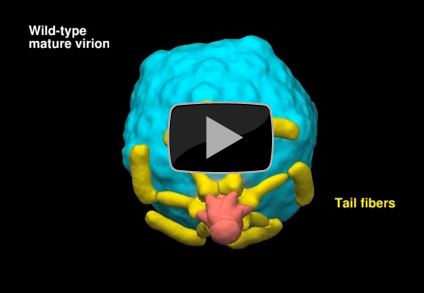 video still from video showing how a virus infects a cell