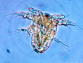 A copepod nauplius. Image courtesy Ed Buskey.