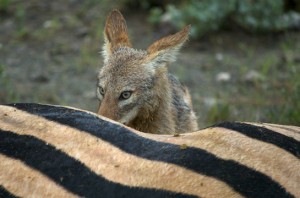 Jackal