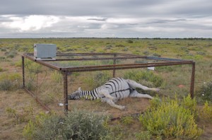 zebra from anthrax study