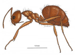 Nylanderia_fulva_Drawing_color3-web