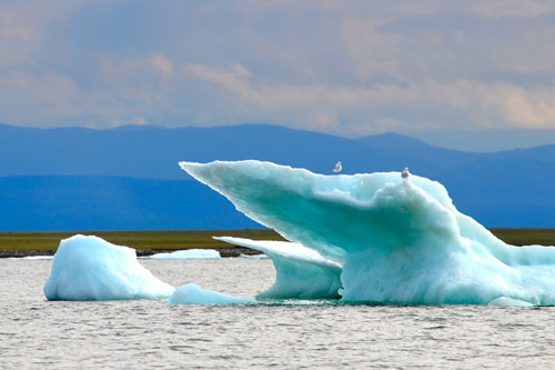 In the Arctic National Wildlife Refuge (ANWR), where Marine Science Institute faculty are studying the marine ecosystems to better understand the potential impacts of climate change and oil and gas drilling.
