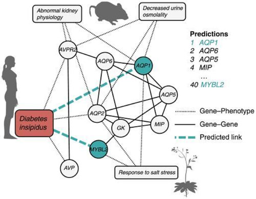 A chart illustrating a gene-phenotype network for diabetes. Phenotypes from mice, plants and humans are connected to a shared network of genes.