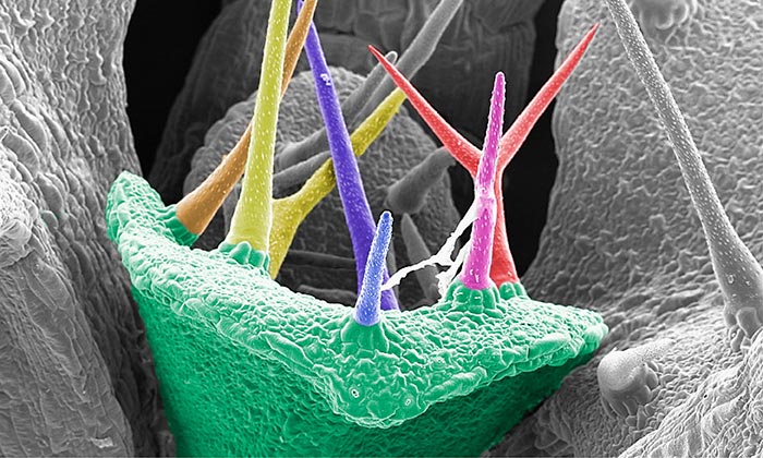 Plant epidermal cells taken with a scanning electron microscope