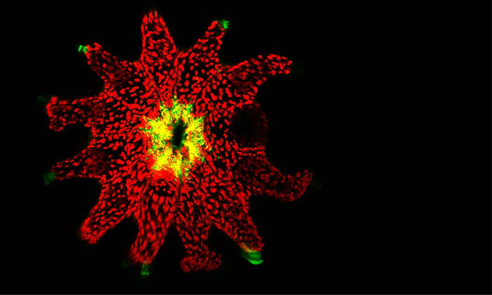 A young brain coral Diploria strigosa (green) that has recently formed a symbiosis with a Symbiodinium dynoflagellate (in red).