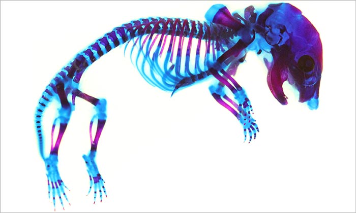 A mouse embryonic skeleton, with bone stained Alizarin Red and cartilage stained Alcian Blue