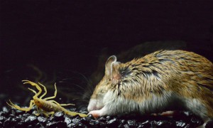 Grasshopper mouse and bark scorpion