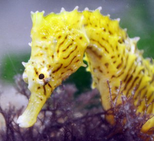 dwarf-seahorse-square