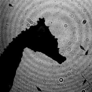 Video still of dwarf seahorse