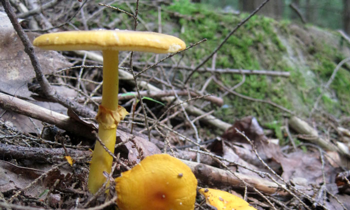 Amanita mushroom