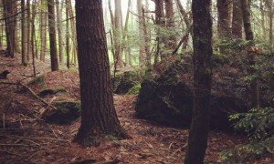 Hemlocks in Harvard Forest