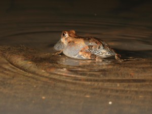 Male Tungara Frog