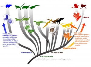 Diversity in evolution of melanosomes