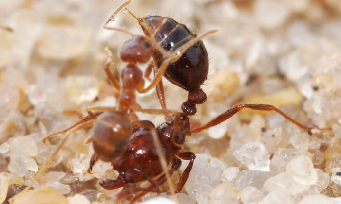Crazy and attacks fire ant